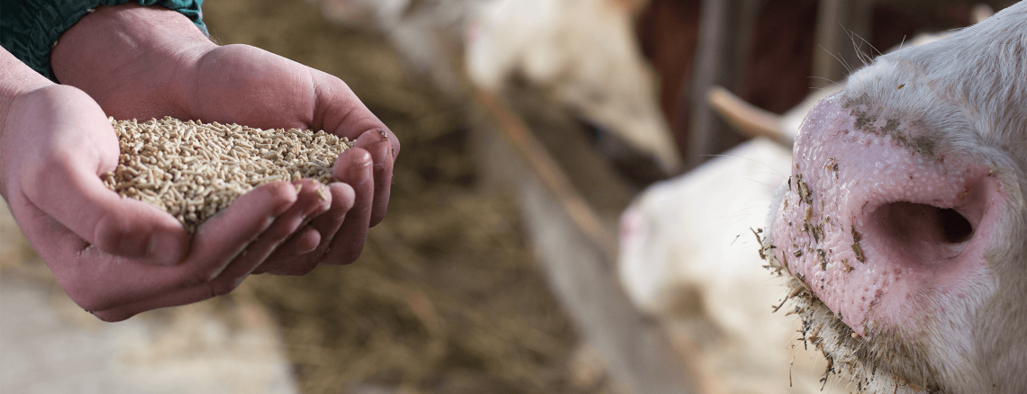 Catalogue of Top feeding products for ruminants | DIN